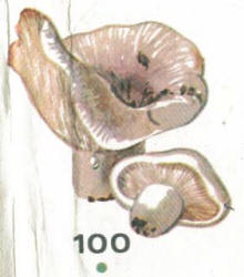 Скрипица (скрипун)