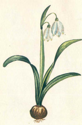 Белоцветник летний