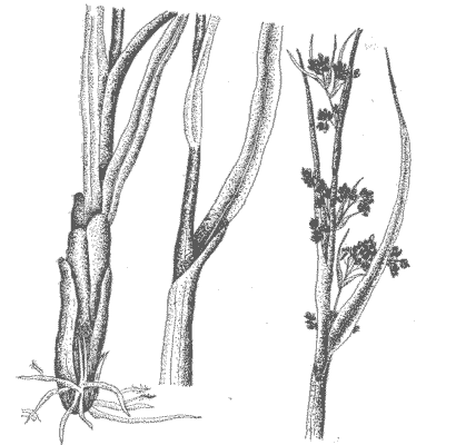 Семейство ОСОКОВЫЕ — CYPERACEAE Меч трава