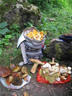 грибы в мезмае